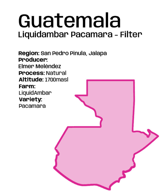 Guatemala Liquidambar Pacamara - Filter